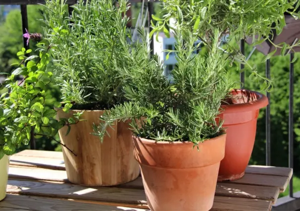 Eres amante de las plantas de olor