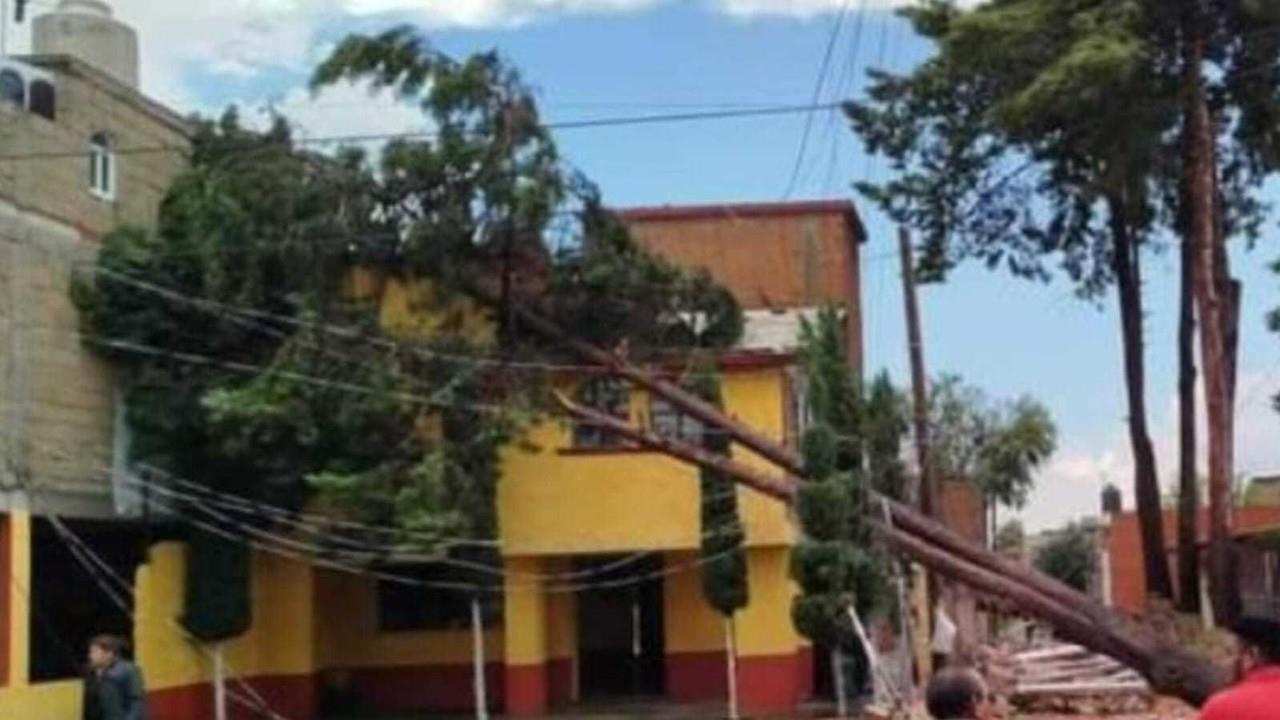 Crisis de árboles caídos en Edomex: Cómo actuar y protegerse. Foto: RRSS