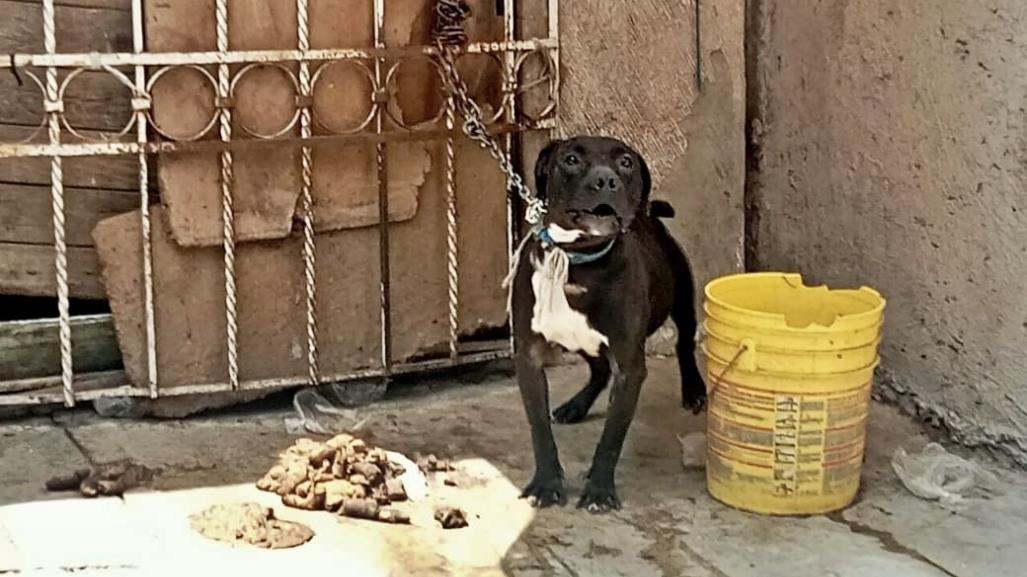 ¡Sin agua ni alimento! Rescatan a perro maltratado en Chicoloapan