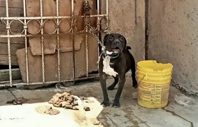 ¡Sin agua ni alimento! Rescatan a perro maltratado en Chicoloapan