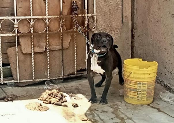 ¡Sin agua ni alimento! Rescatan a perro maltratado en Chicoloapan