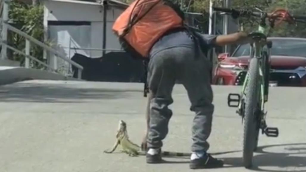 Viral: Repartidor salva a iguana en peligro (VIDEO)