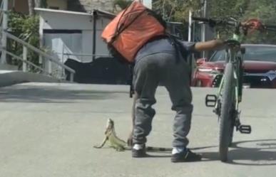 Viral: Repartidor salva a iguana en peligro (VIDEO)