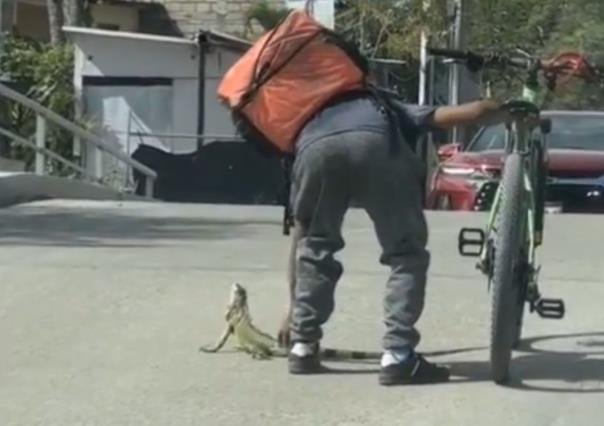 Viral: Repartidor salva a iguana en peligro (VIDEO)