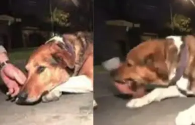 ¡Se puso bravo! Perro muerde a reportero en transmisión