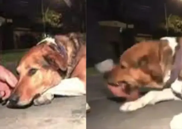 ¡Se puso bravo! Perro muerde a reportero en transmisión