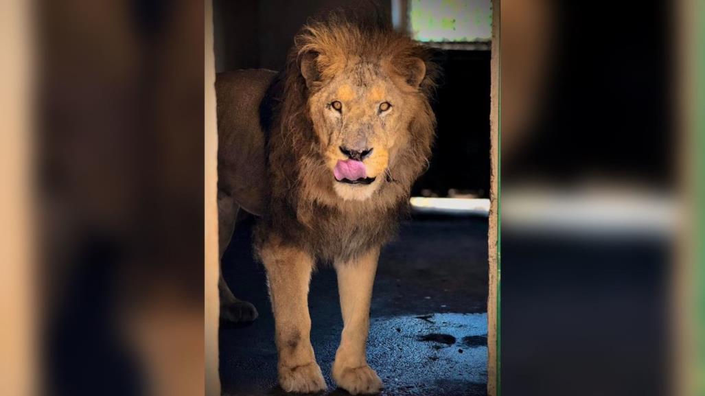 Pechocho el león del Zoológico Sahuatoba no cumplirá 25 años sino 12