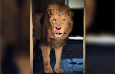 Pechocho el león del Zoológico Sahuatoba no cumplirá 25 años sino 12