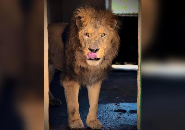 Pechocho el león del Zoológico Sahuatoba no cumplirá 25 años sino 12