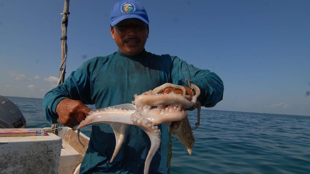 La temporada de pulpo arranca con buenos números de captura