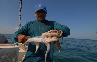 La temporada de pulpo arranca con buenos números de captura