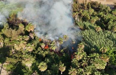 Más de una hectárea afectada en incendio en el palmar de Todos Santos