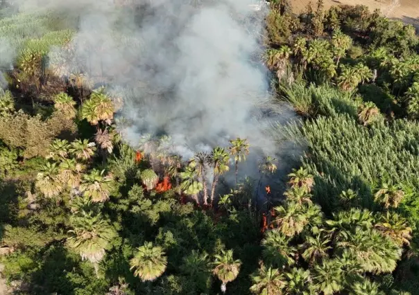 Más de una hectárea afectada en incendio en el palmar de Todos Santos