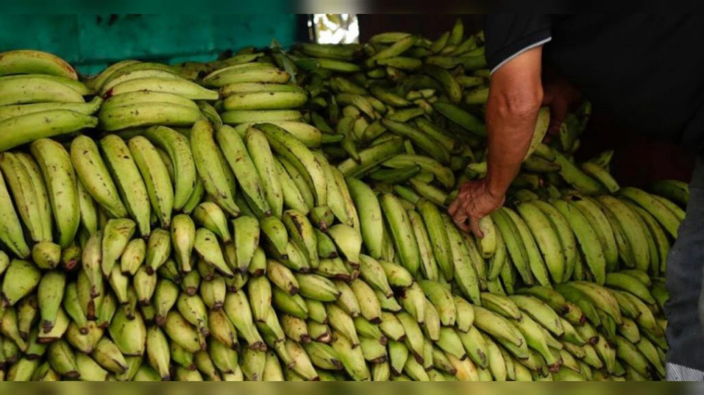 Decomisan 35 kilos de cocaína en contenedor de plátanos