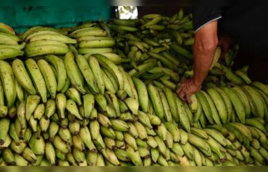 Decomisan 35 kilos de cocaína en contenedor de plátanos