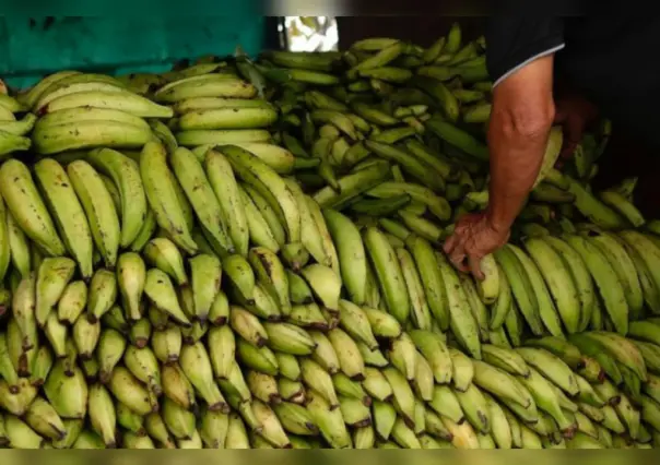 Decomisan 35 kilos de cocaína en contenedor de plátanos