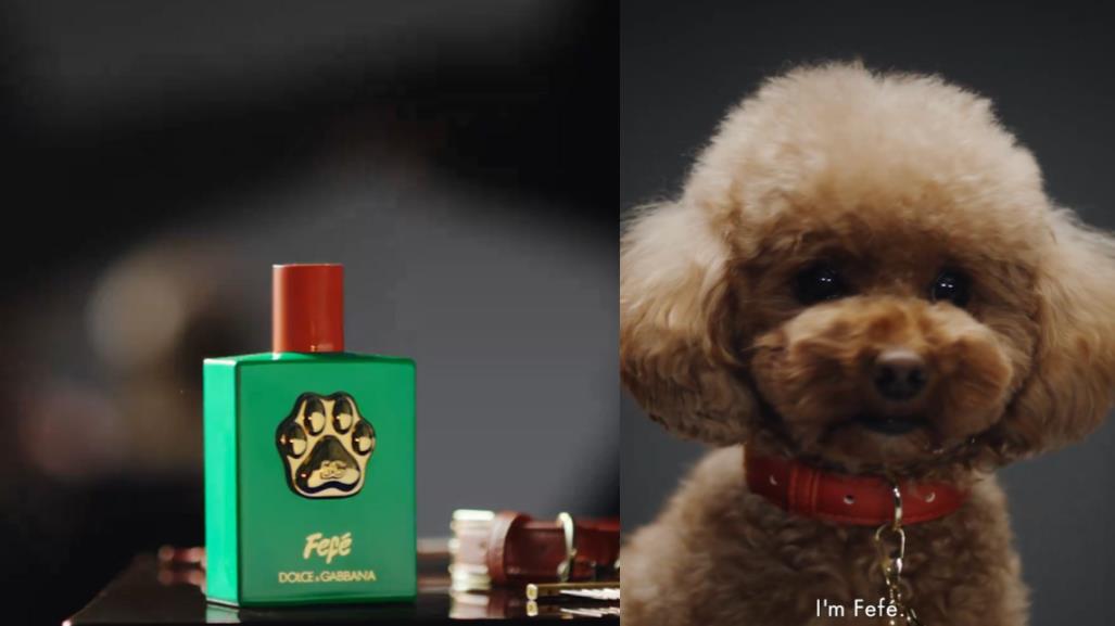 Lanza Dolce & Gabbana fragancia para perros (VIDEO)