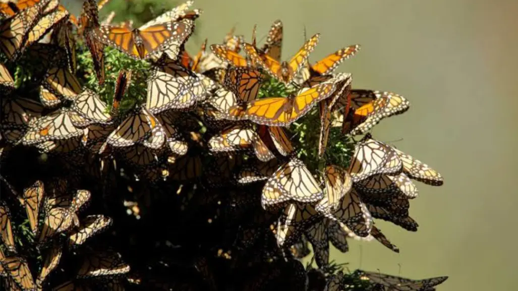 Maravíllate con Donato Guerra, la cuna de la Mariposa Monarca