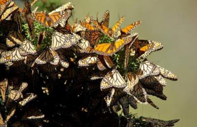 Maravíllate con Donato Guerra, la cuna de la Mariposa Monarca