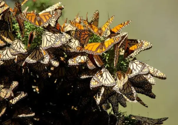 Maravíllate con Donato Guerra, la cuna de la Mariposa Monarca