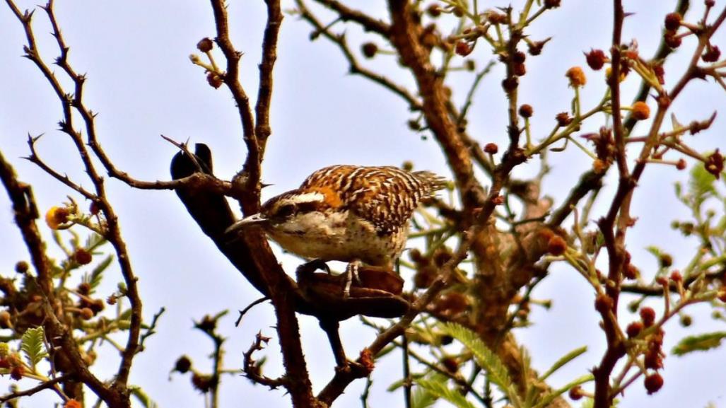 Clasifican a La Matraca veracruzana como especie endémica de Veracruz