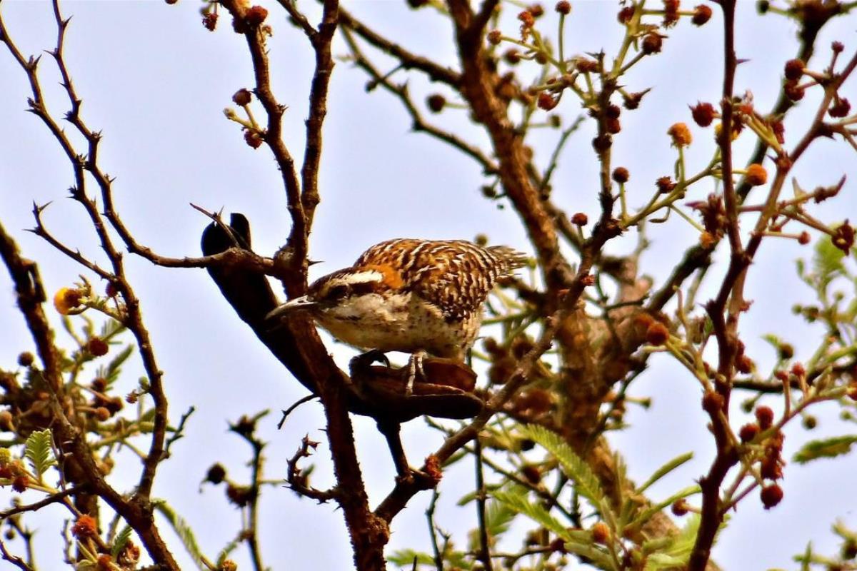 Clasifican a La Matraca veracruzana como especie endémica de Veracruz