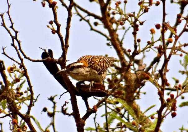 Clasifican a La Matraca veracruzana como especie endémica de Veracruz