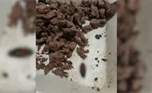 Cliente encuentra una cucaracha en su comida de restaurante en Progreso