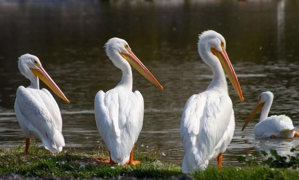 Aves del Bosque de San Juan de Aragón. Foto: Secretaría del Medio Ambiente CDMX