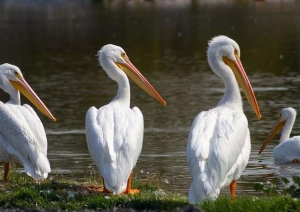 Lanzan primera “Guía rápida de aves” en el Bosque de San Juan de Aragón