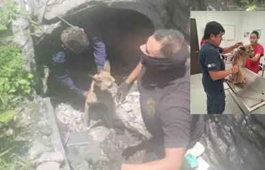 ¡Lo salvan! Trasladan a clínica Huellitas a perro  rescatado de drenaje
