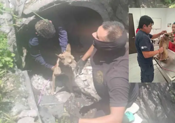 ¡Lo salvan! Trasladan a clínica Huellitas a perro  rescatado de drenaje