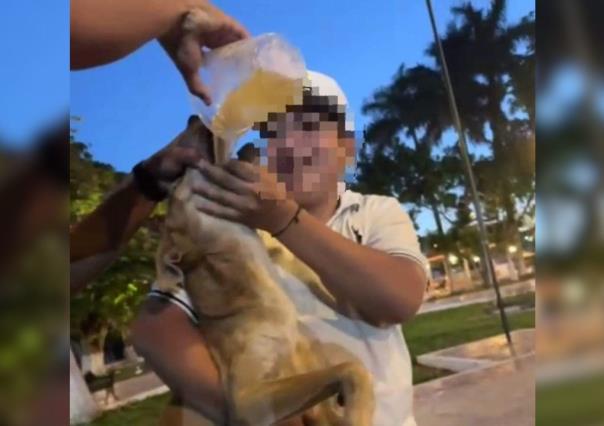 Investigan a cinco jóvenes por caso de perrito emborrachado en Dzidzantún