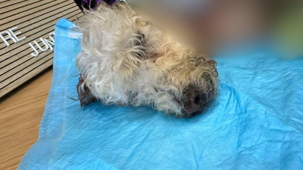 Fallece Mily, la perrita que fue localizada con piel desprendida en Torreón