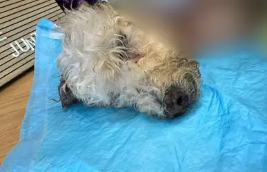 Fallece Mily, la perrita que fue localizada con piel desprendida en Torreón