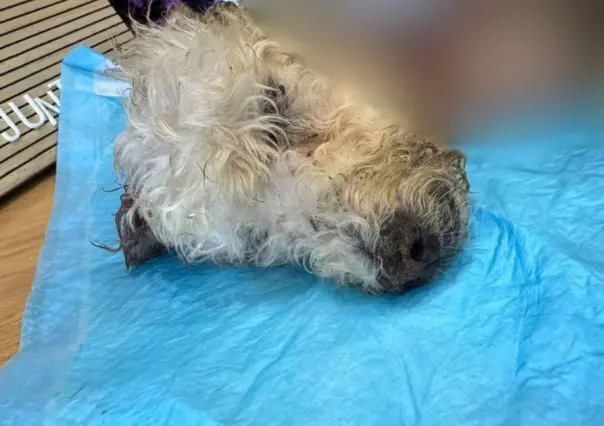 Fallece Mily, la perrita que fue localizada con piel desprendida en Torreón