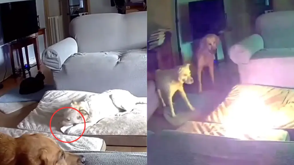 #VIDEO: Perro provoca incendio en casa al morder batería de litio