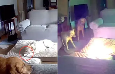 #VIDEO: Perro provoca incendio en casa al morder batería de litio