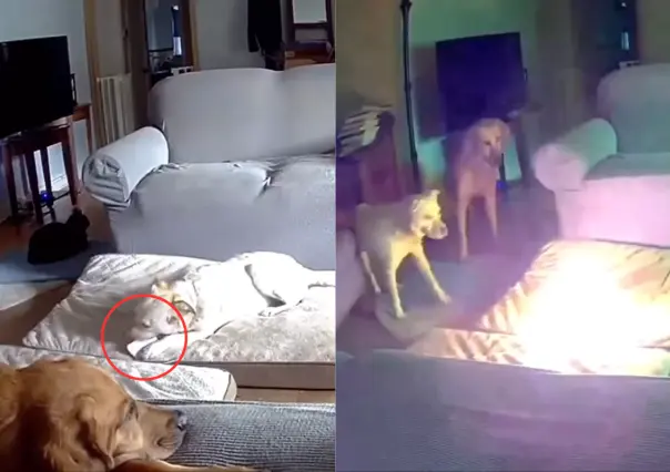 #VIDEO: Perro provoca incendio en casa al morder batería de litio