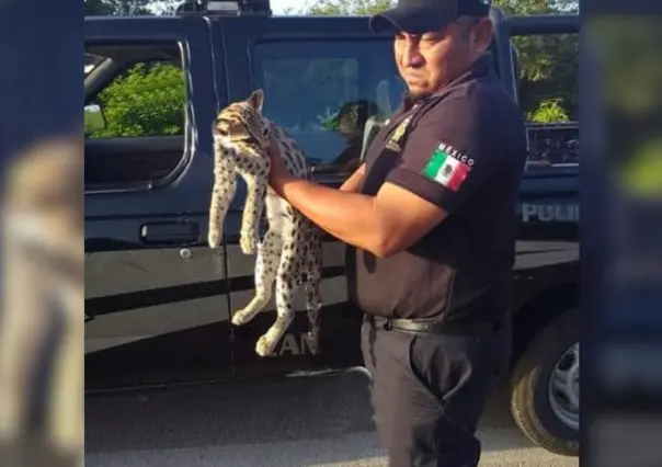 Rescatan a tigrillo atropellado en la carretera Cansahcab-Tizimín