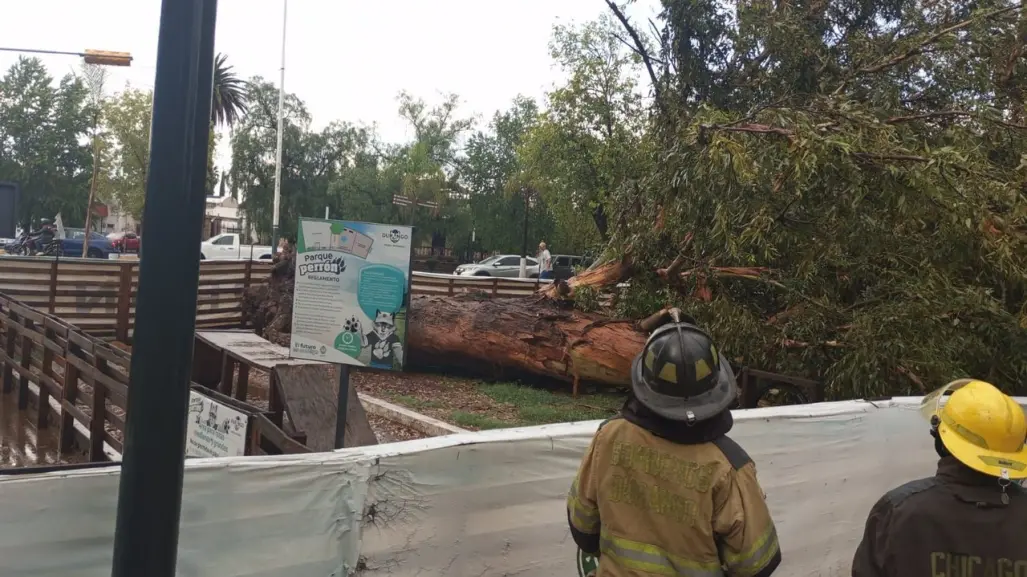 Lluvia tira árbol y ramas, no se reportan mayores afectaciones