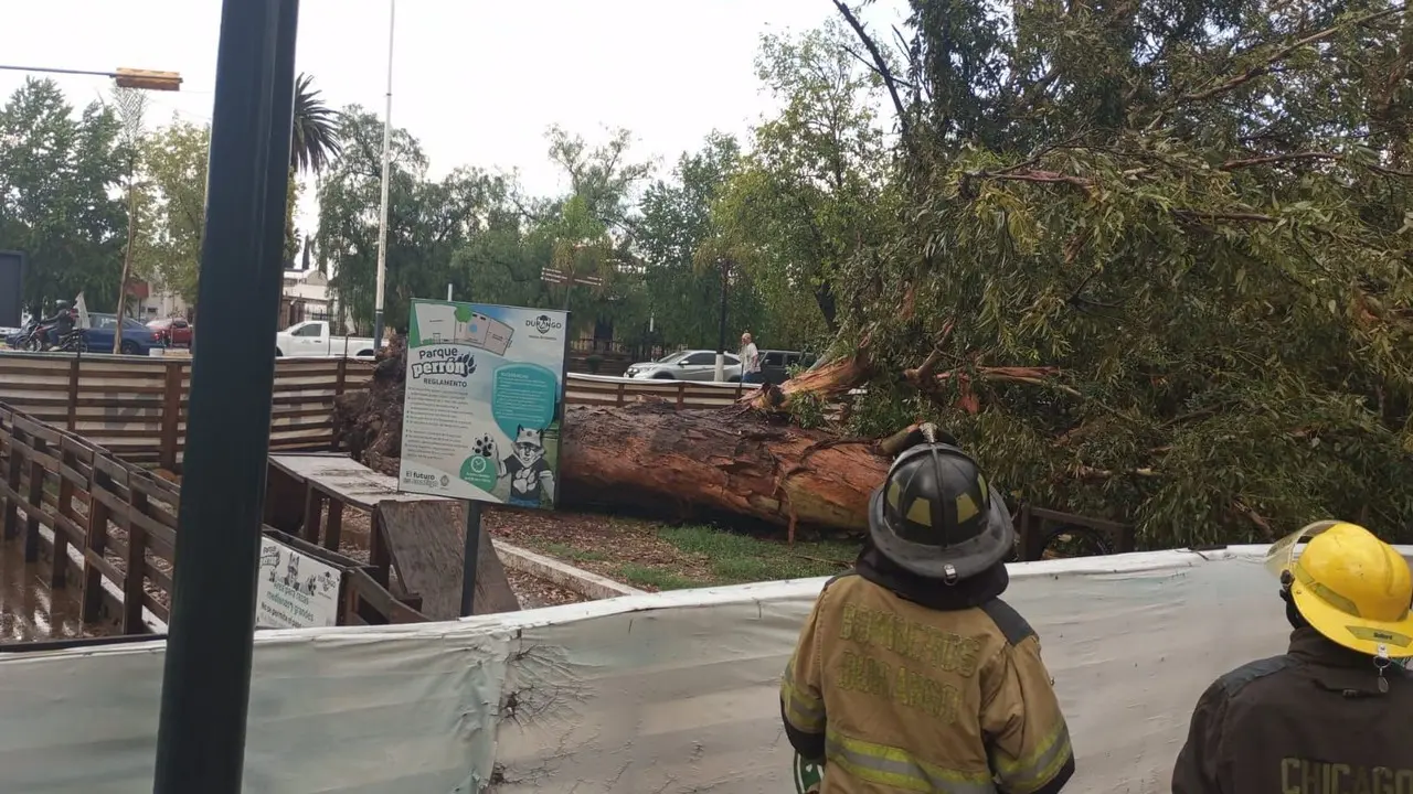 Cae árbol del Parque Perrón debido a una lluvia puntual registrada en la capital del estado. Foto: cortesía.