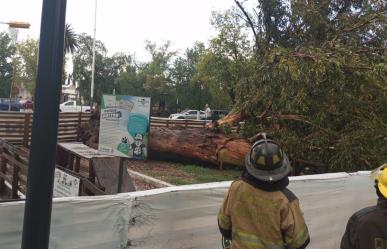 Lluvia tira árbol y ramas, no se reportan mayores afectaciones