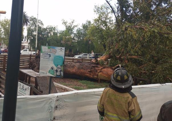 Lluvia tira árbol y ramas, no se reportan mayores afectaciones