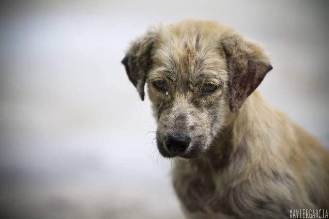 Caminata recreativa a favor de las mascotas sin hogar