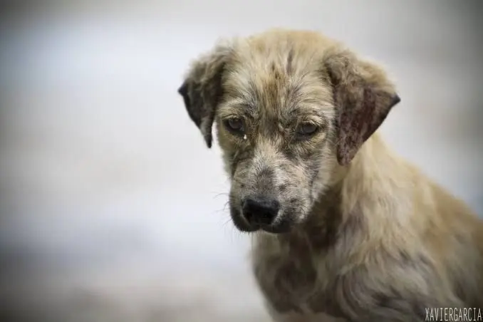 Debemos de crear conciencia y apoyar dando alimentos a los perritos o gatos de la calle, ellos no tienen un hogar. Foto: Sanju Pineda