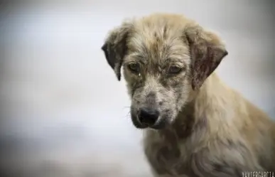 Caminata recreativa a favor de las mascotas sin hogar