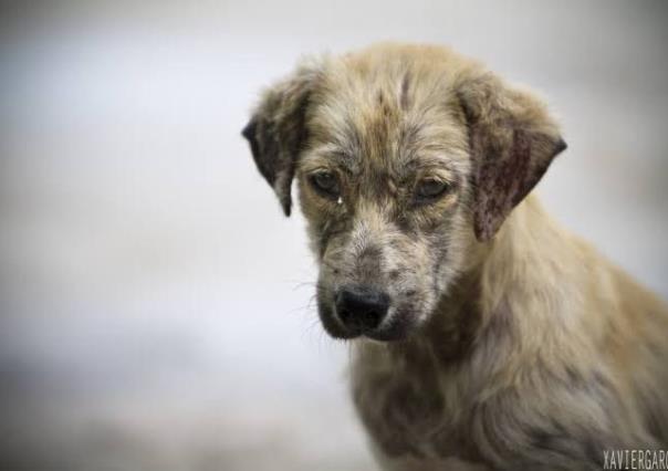 Caminata recreativa a favor de las mascotas sin hogar