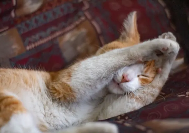 Día mundial del gato: Te contamos cómo adoptar uno en Saltillo