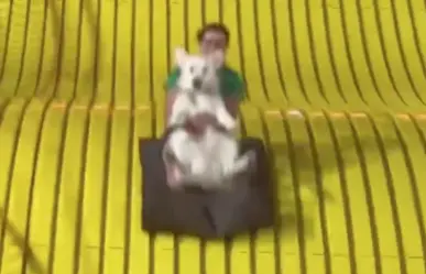 Video viral: Perrito de servicio disfruta de momento de diversión en parque